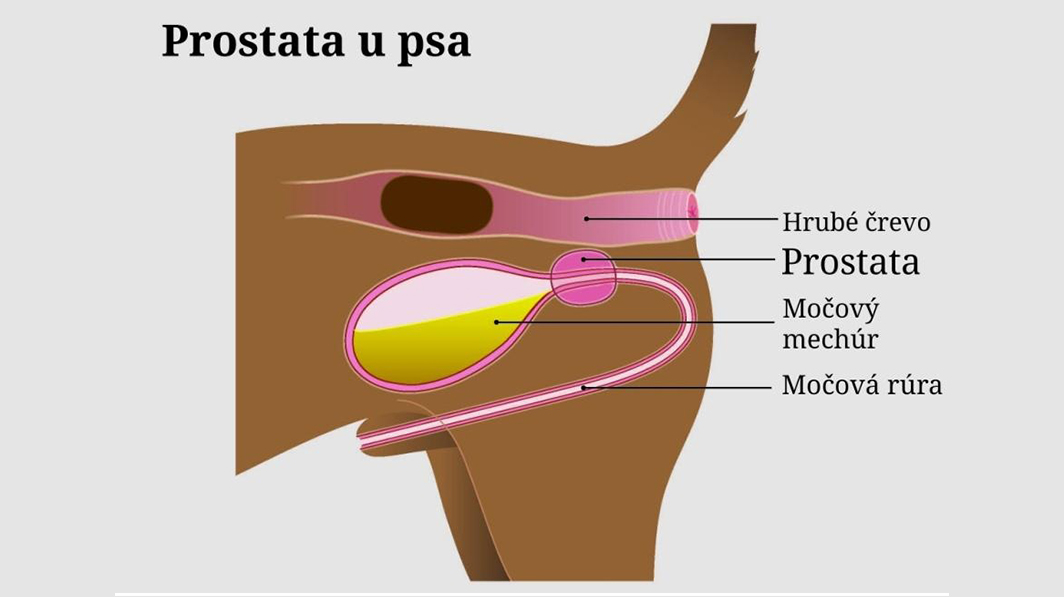 prostata u psa